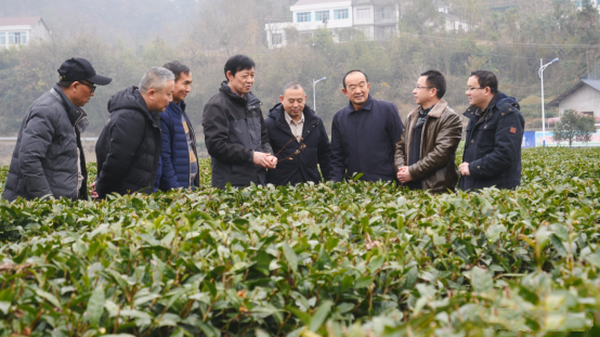 石門銀峰系列“太青茶”啟動設備智能化自主改造 湖南尚屬首次