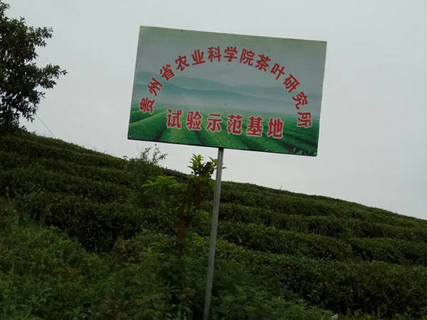 贵州苗王茶