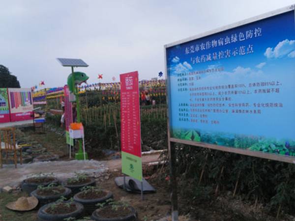 广东油菜玉米示范区