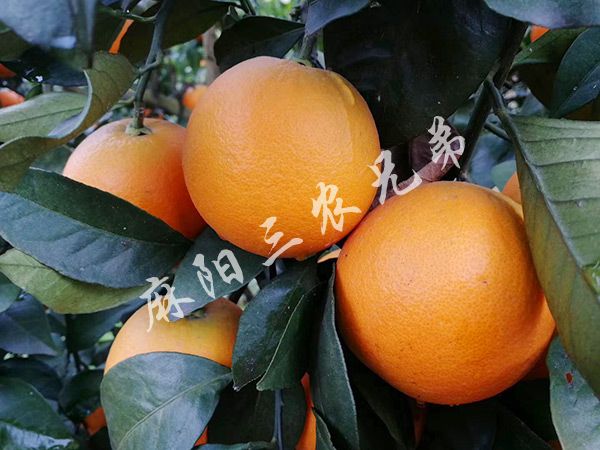 锦红冰糖橙市场前景图片