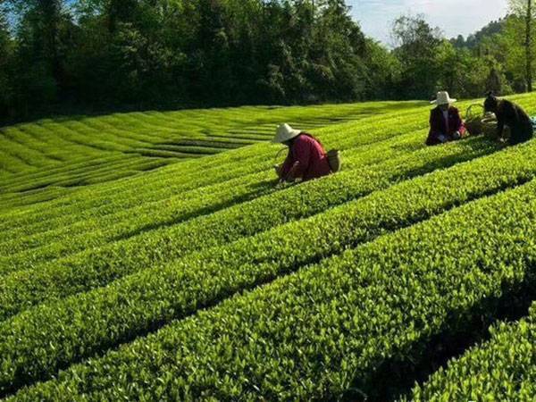 安化黑茶制茶工藝，安化黑茶是什么制作的