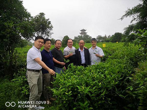 公司专家团队深入茶园实地指导