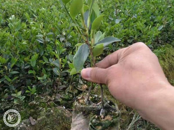 油茶种植过程中可以使用复合肥吗？