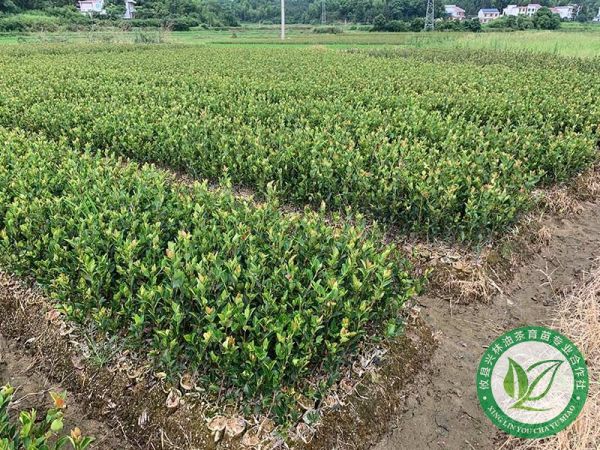 油茶栽培技术