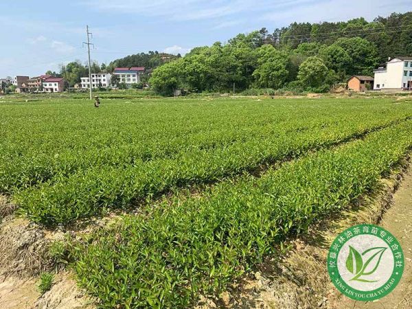对我国苗木产业未来发展趋势的展望