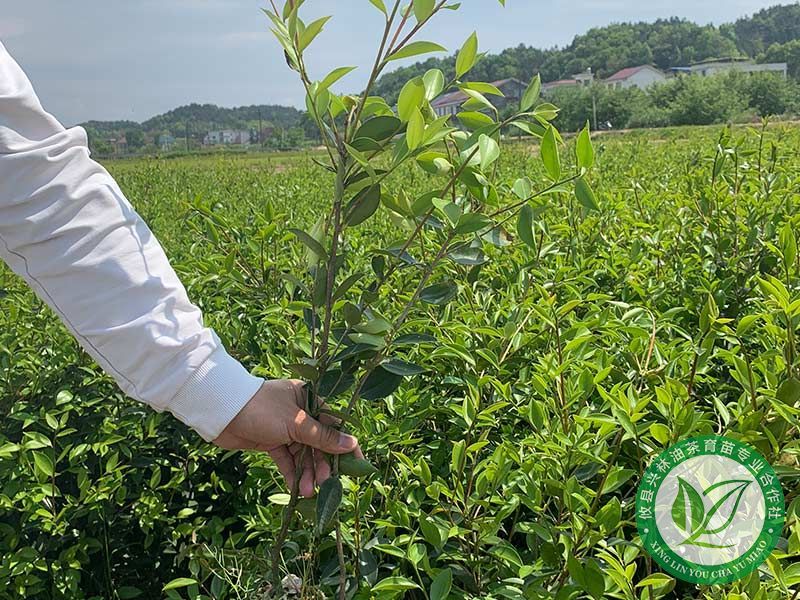 两年生轻基质容器油茶苗2