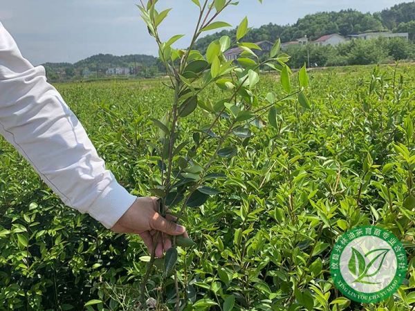 如何解决油茶产量偏低的问题