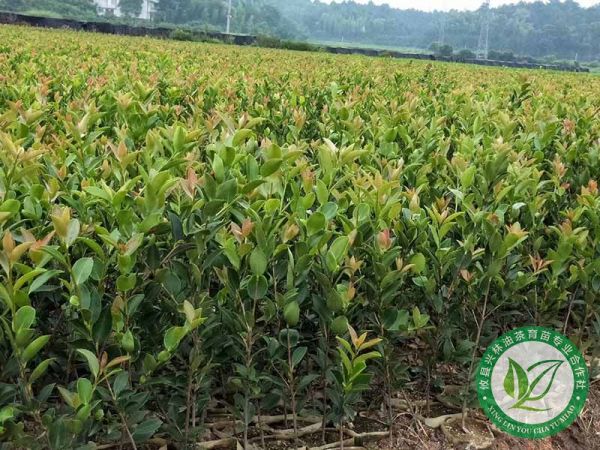 油茶种植前景如何？种植成本有多少？种植效益怎样？