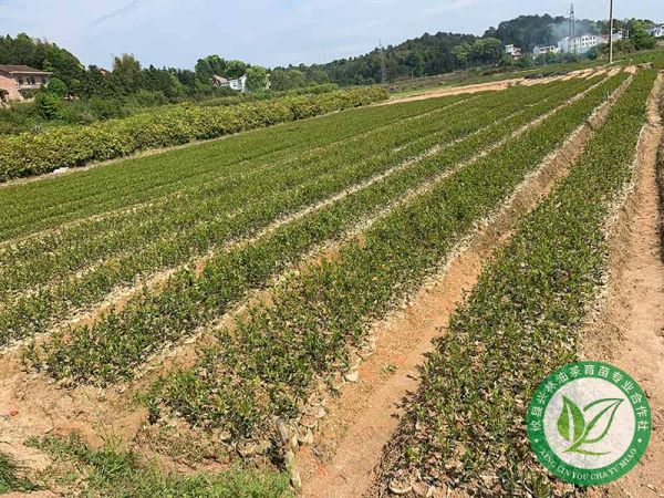 一年杯苗基地