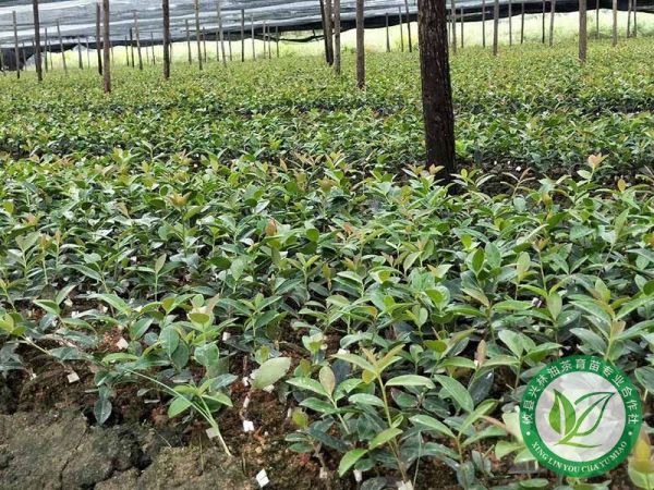 作为木本油料之王，油茶背后的广大市场