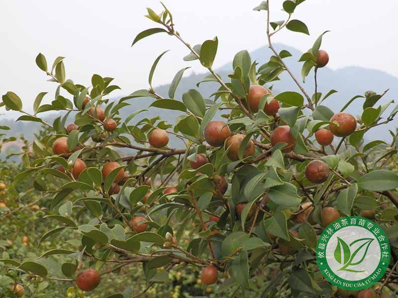 油茶树挂果