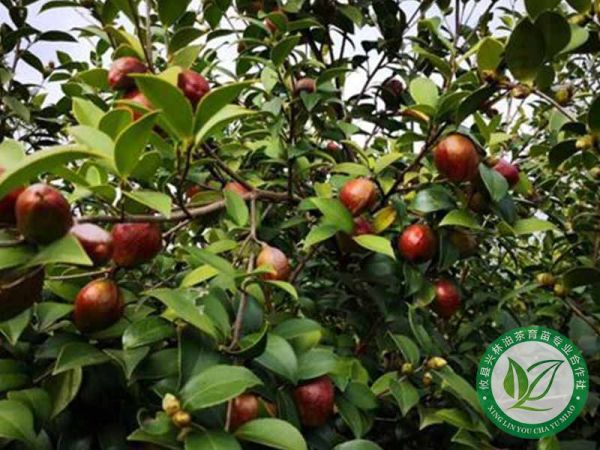 油茶果基地