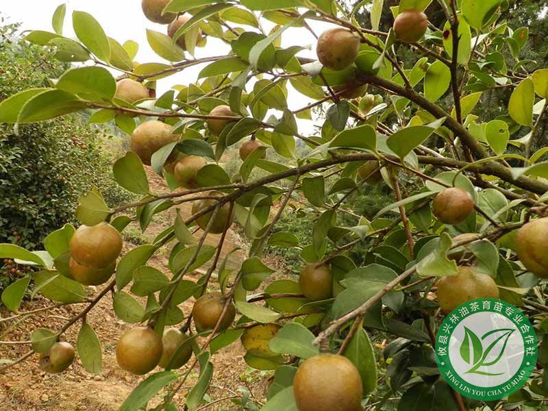 油茶树挂果