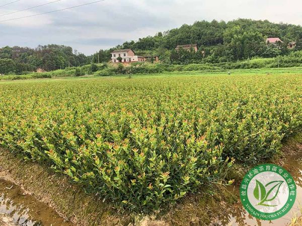 油茶病虫害防治及冻害防御