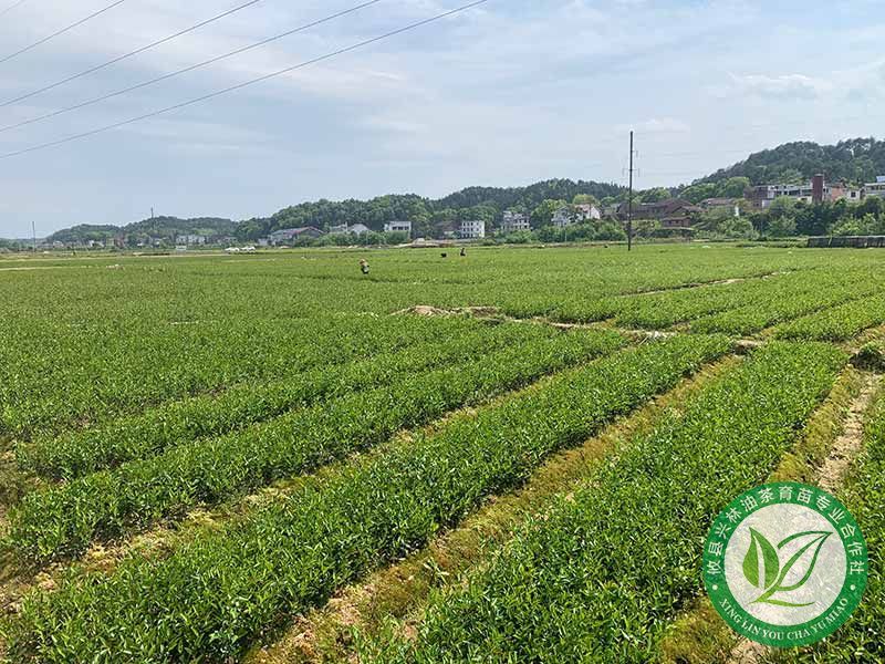 一年裸根苗基地3