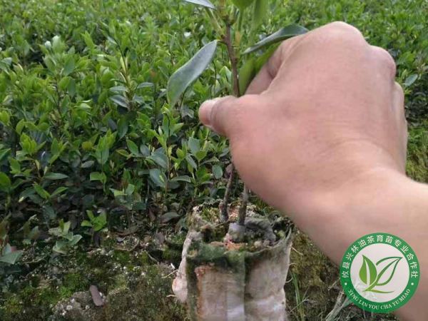 如何利用油茶树嫁接茶花？