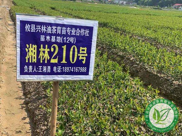 靠种油茶赚钱？选苗、护苗是关键