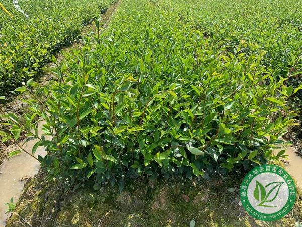 攸县兴林油茶育苗专业合作社人社条件