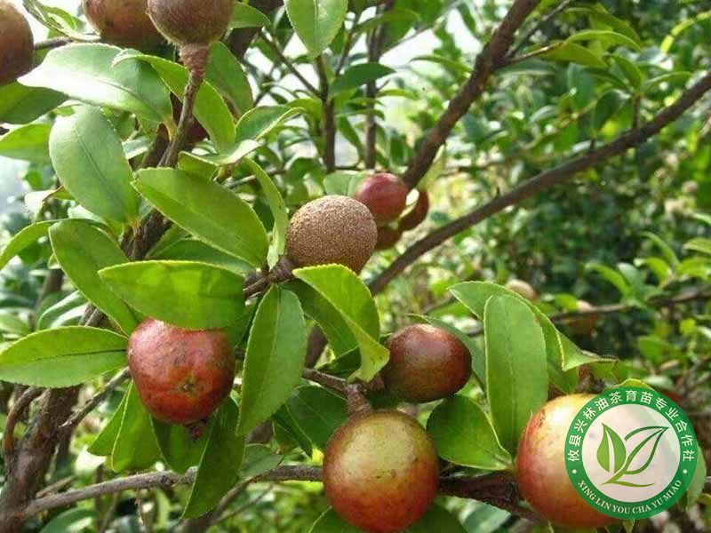 油茶树开花