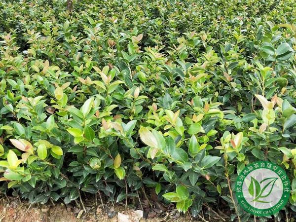 油茶成林管护