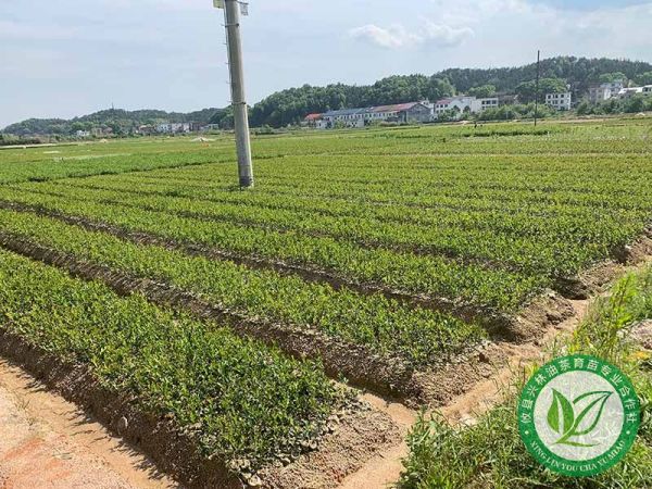 一年杯苗基地