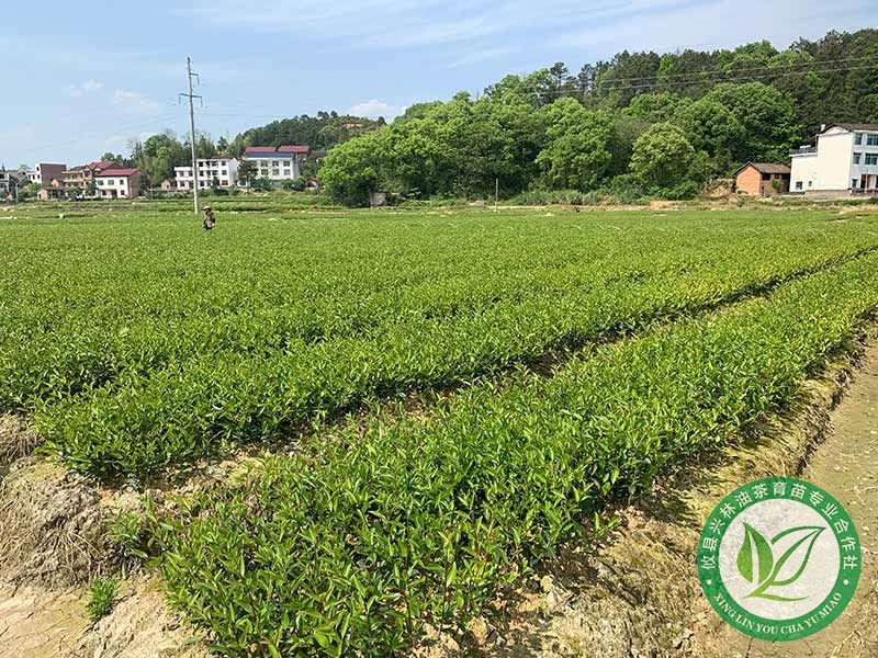 一年裸根苗基地