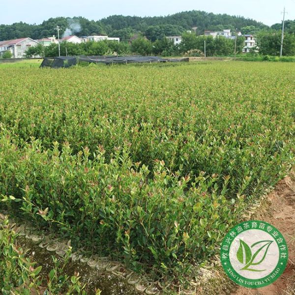 油茶的种植五要点