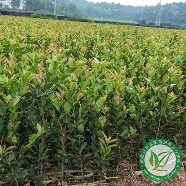 油茶病虫害防治
