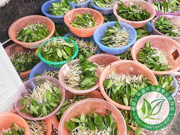 如何才能防治油茶几种常见的病虫害？