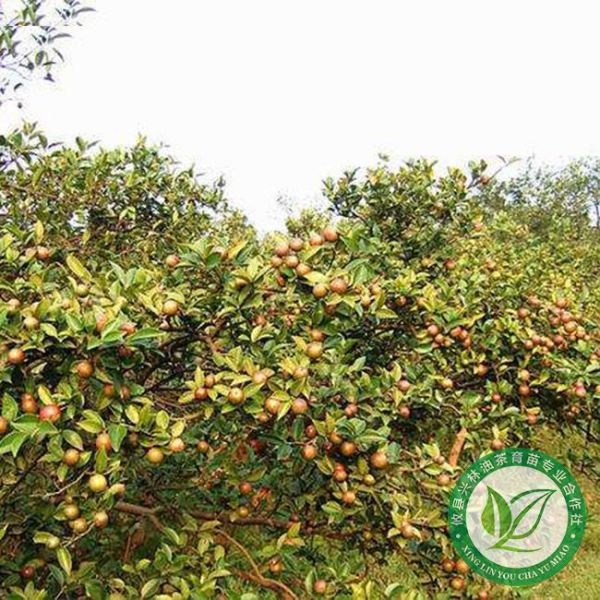 茶油树种植栽培技术和经济效益