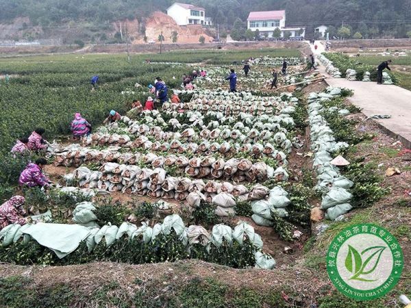 油茶的种植前景怎样，油茶种植技术有哪些？