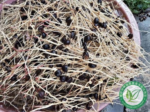 常见育苗基质配置方案