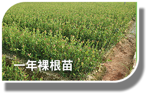 油茶树常年亩产量是多少？