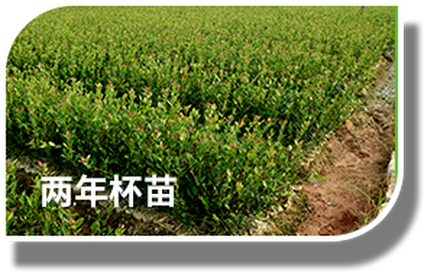 想要提高油茶树经济效益，这4点要做好！