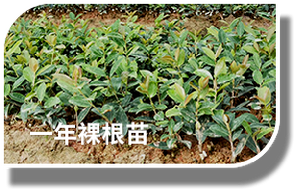 油茶高产栽植管理技术浅析