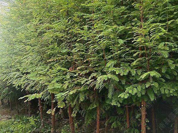 金叶水杉掀起园林苗木种植的彩叶革命