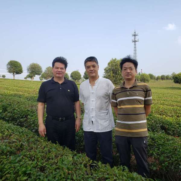 陆羽咨询公司总经理谭洪波和首席技术专家朱旗教授一行深入望城茶企调研和考察