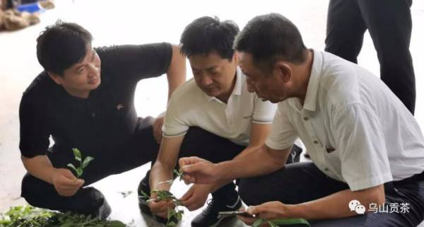 乌山贡茶董事长罗宇一行莅临陆羽咨询公司考察和调研