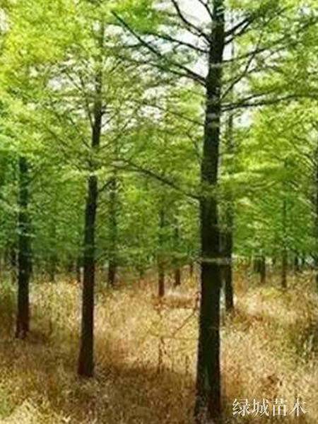 水松 南县绿城苗木种植有限公司