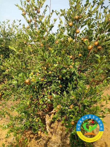 油茶树挂果