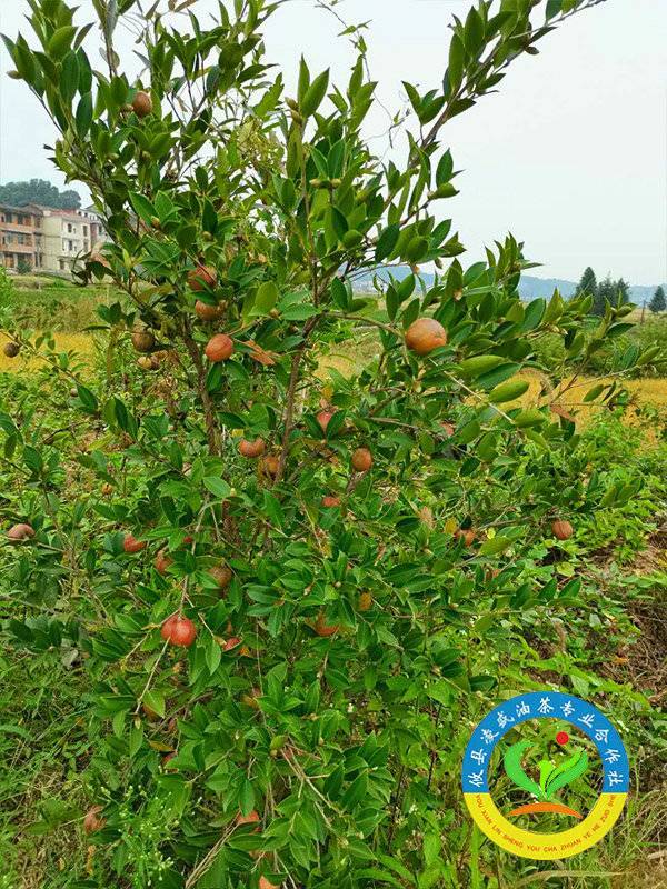 油茶树挂果