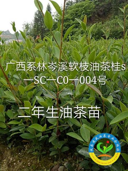 两年生裸根苗