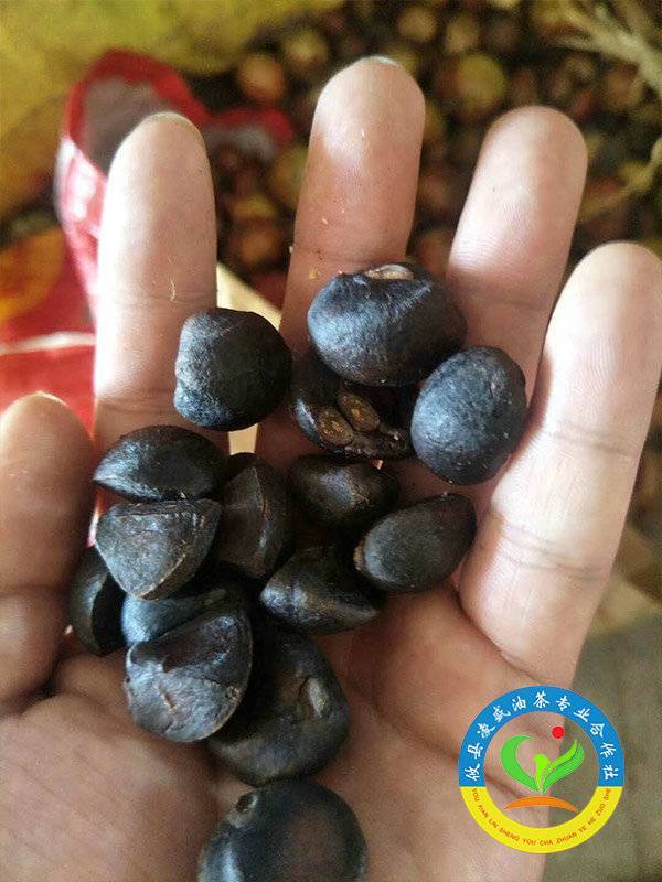 油茶树挂果