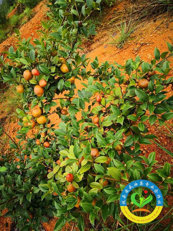 油茶树挂果