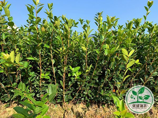 油茶树苗种植采用多大的地方？