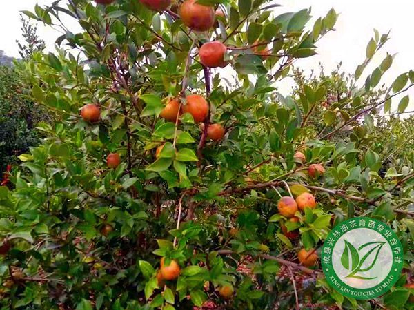 油茶示范林