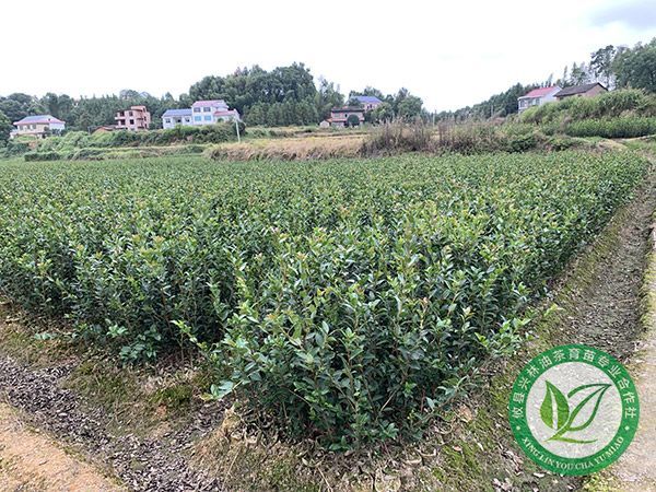 三年生杯苗基地