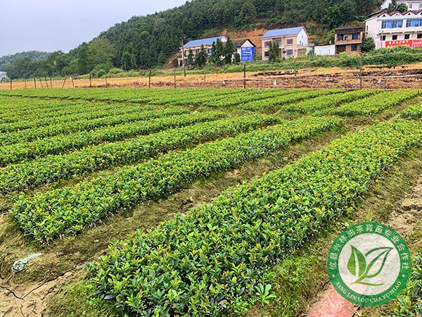 一年生裸根苗基地-(1)