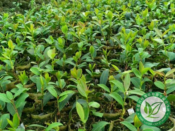 油茶种子怎么样播种发芽率高？