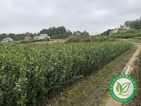 一亩地能种植多少棵油茶树苗